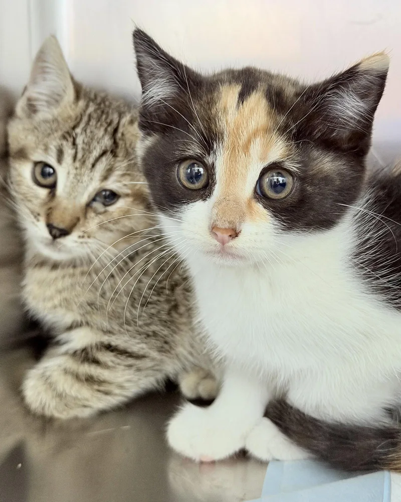 A baby large-sized female White Domestic Short Hair cat named Buttercup for adoption in Oakland, CA