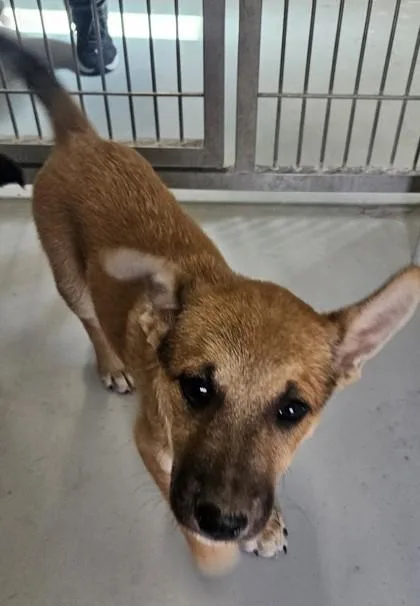A young medium-sized male Shepherd dog named Chester for adoption in Edgewood, NM