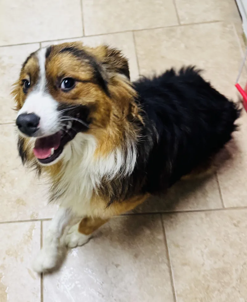 A young medium-sized male Tricolor (Brown, Black, & White) Australian Shepherd dog named Buddy for adoption in Louisburg, KS