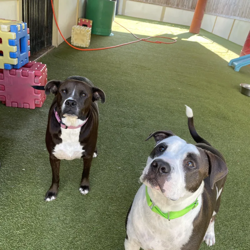 An adult medium-sized female Pit Bull Terrier dog named Talen and Raisen for adoption in Houston, TX