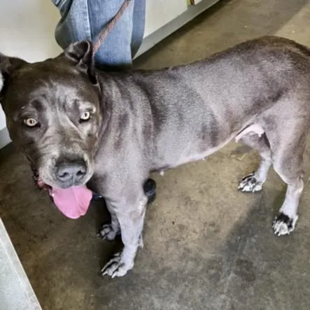 An adult large-sized female Cane Corso dog named Felicity for adoption in Los Angeles, CA