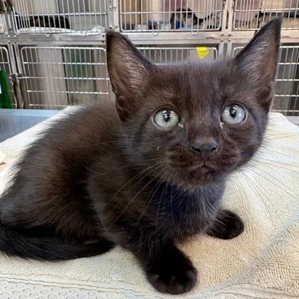 A baby small-sized male Domestic Short Hair cat named Pico for adoption in West Chester, PA