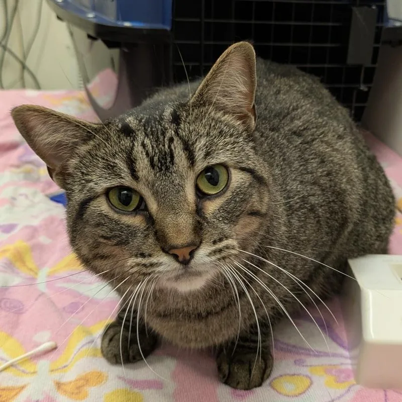An adult large-sized female Brown / Chocolate Domestic Short Hair cat named Freya for adoption in Oshkosh, WI