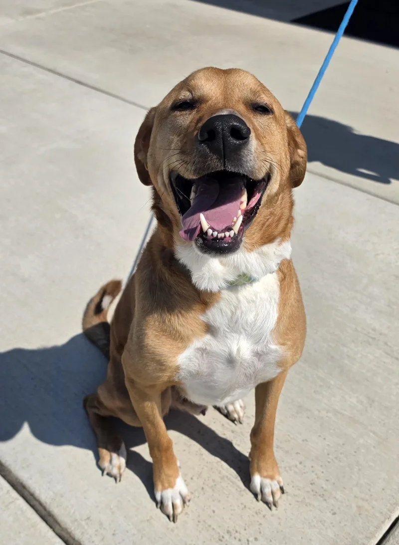 An adult large-sized male Yellow / Tan / Blond / Fawn Great Pyrenees dog named Moose for adoption in Waldport, OR