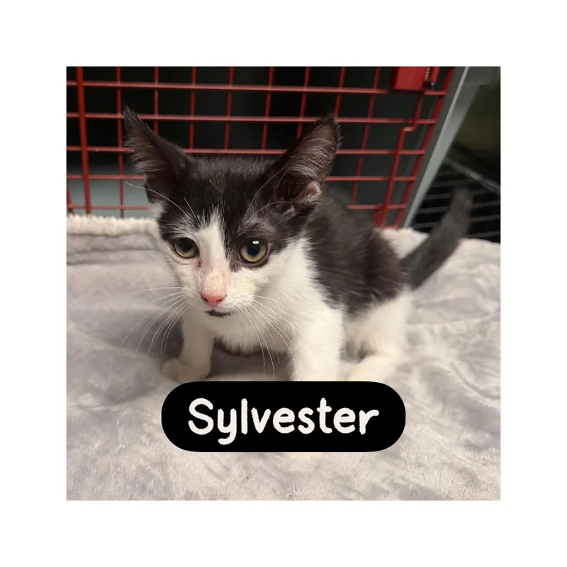 A baby medium-sized male Black & White / Tuxedo Domestic Short Hair cat named Sylvester for adoption in Warren, OH