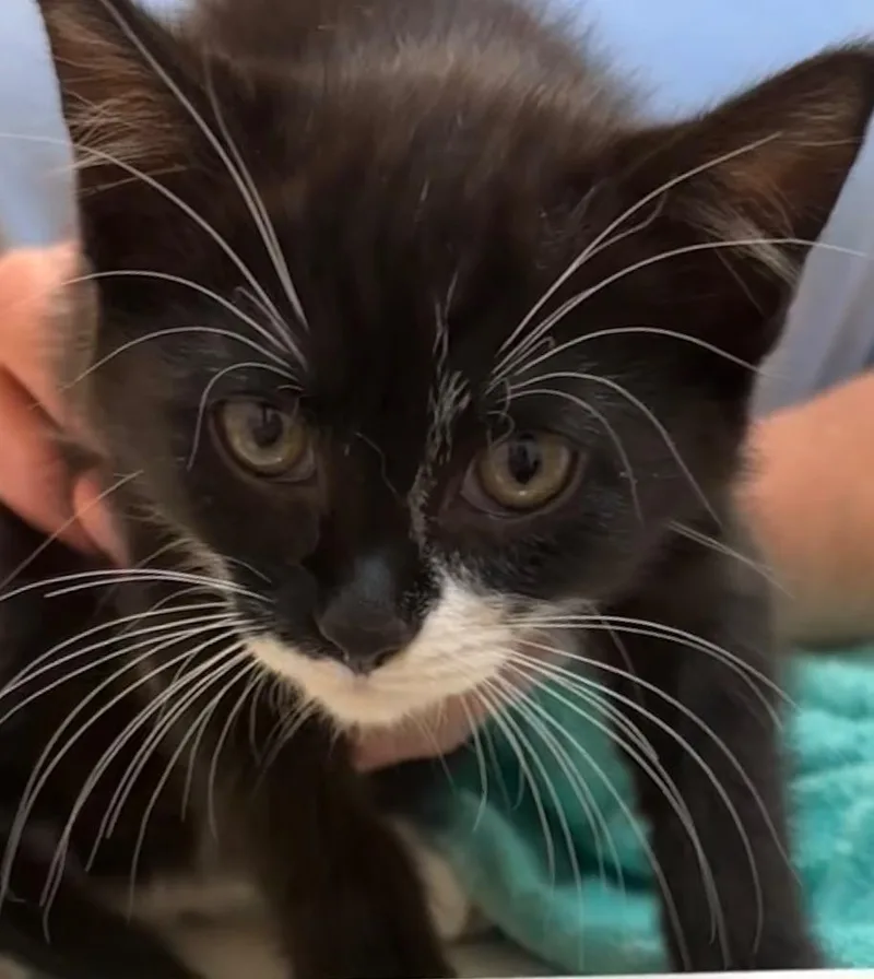 A baby small-sized female Domestic Short Hair cat named Gabby for adoption in Elizabethton, TN