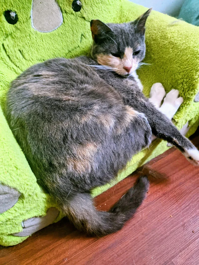 A baby medium-sized female Dilute Calico Domestic Short Hair cat named Sky for adoption in Newton, NC