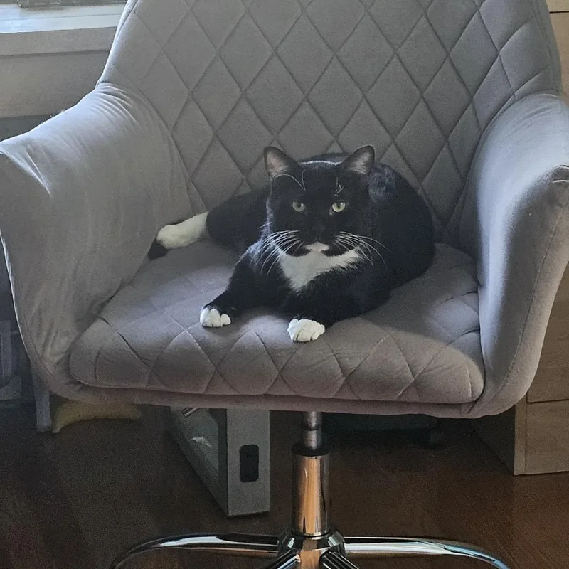 An adult large-sized male Black Domestic Short Hair cat named Lox for adoption in Wakefield, MA