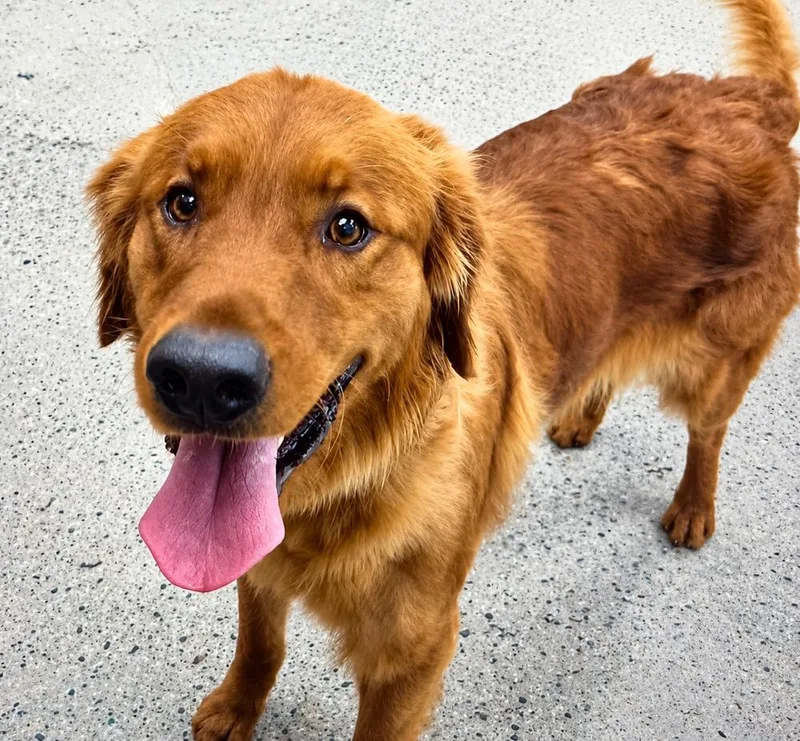 An adult medium-sized male Golden Retriever dog named Tajin for adoption in Littleton, CO