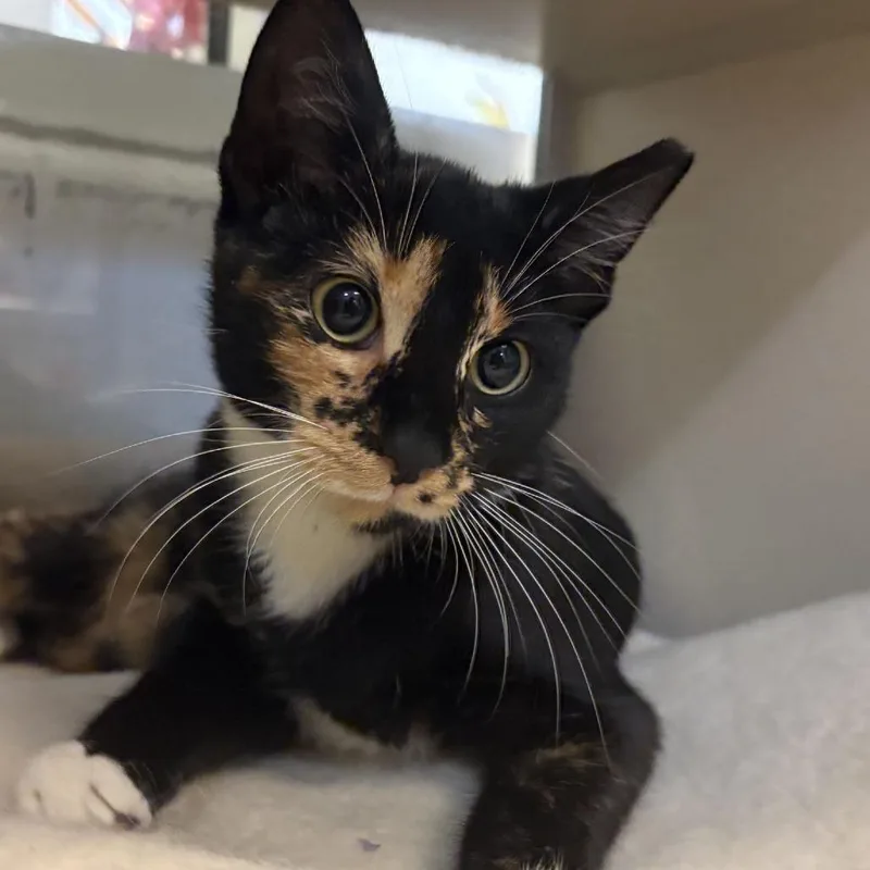 A young medium-sized female Tortoiseshell Domestic Short Hair cat named Trailer Park Tammy for adoption in Gloucester, VA