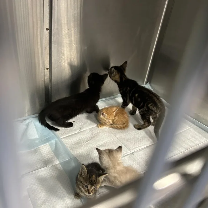 A baby small-sized female Black Domestic Short Hair cat named Pier for adoption in Greensboro, NC
