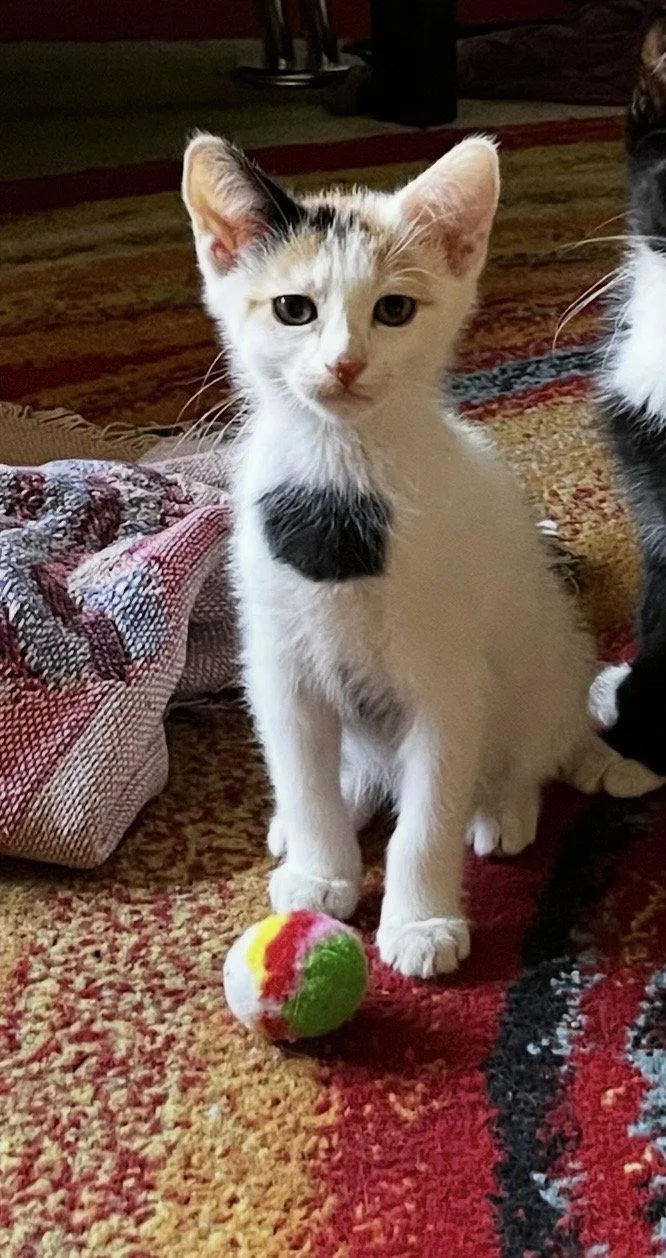 A young medium-sized female Domestic Short Hair cat named Honey for adoption in Scottsdale, AZ