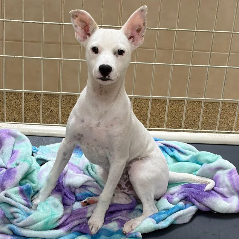 A baby medium-sized male Terrier dog named Ziggy for adoption in Kerrville, TX