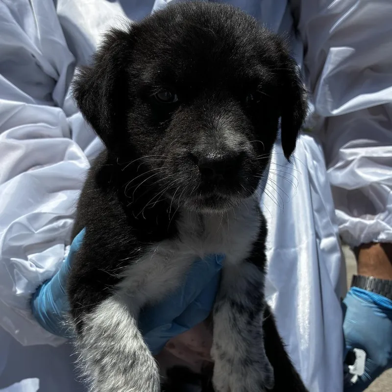A baby small-sized female Black Shepherd dog named Oreo for adoption in Edinburg, TX