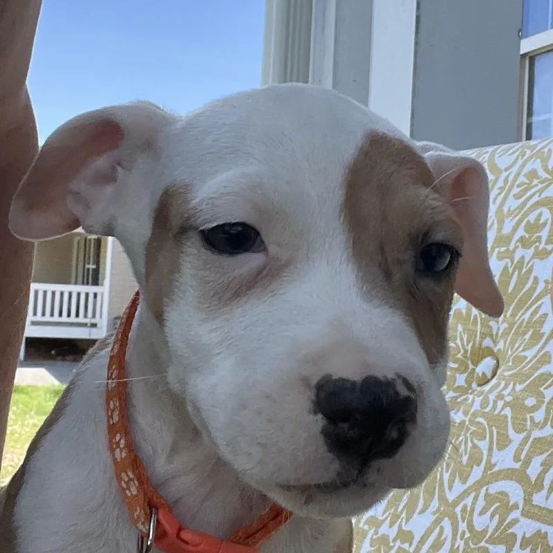 A baby medium-sized female Golden American Staffordshire Terrier dog named Pralineorange for adoption in Cartersville, GA