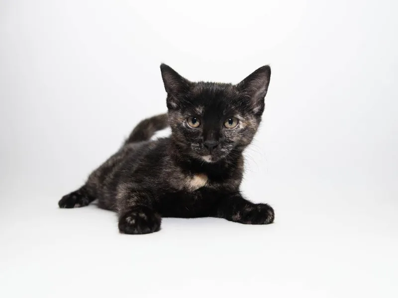 A baby medium-sized female Domestic Short Hair cat named Argentina for adoption in Lansing, KS