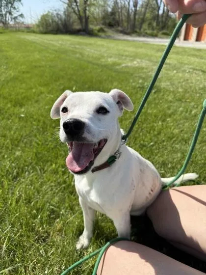 An adult small-sized male Terrier dog named Thunder for adoption in Mount Pleasant, IA