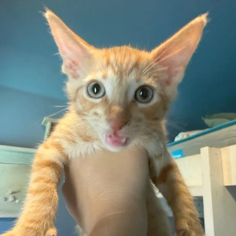 A baby small-sized male Orange / Red Domestic Short Hair cat named Ozai for adoption in Escondido, CA