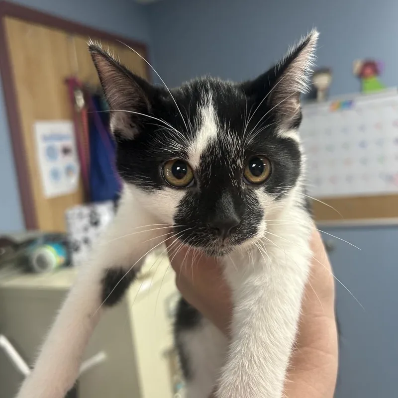 A baby small-sized female White Domestic Short Hair cat named Goat for adoption in St Joseph, MO