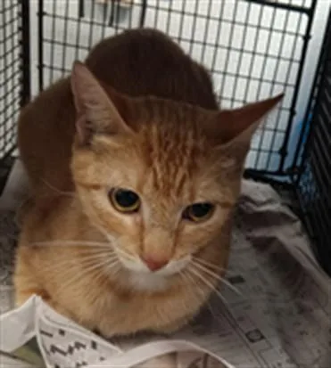 A young large-sized female Domestic Short Hair cat named Runner for adoption in Los Angeles, CA