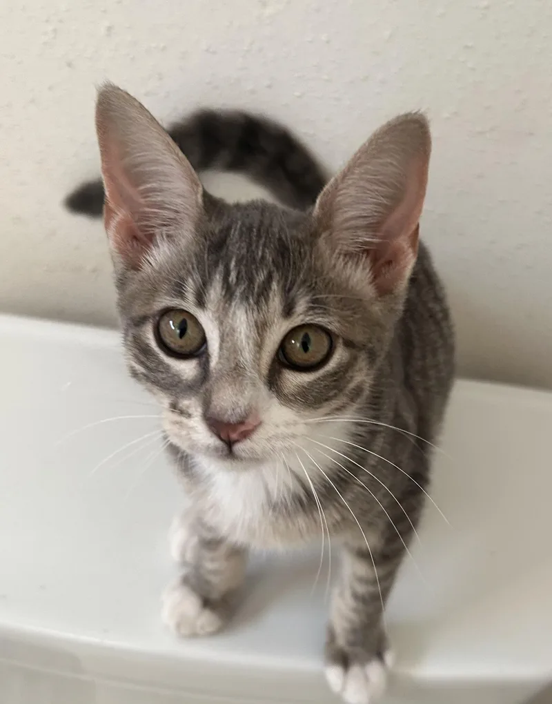 A baby medium-sized male Tabby (Gray / Blue / Silver) Domestic Short Hair cat named Georgie for adoption in Humble, TX