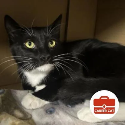 An adult small-sized male Domestic Short Hair cat named Quill for adoption in Roseville, CA