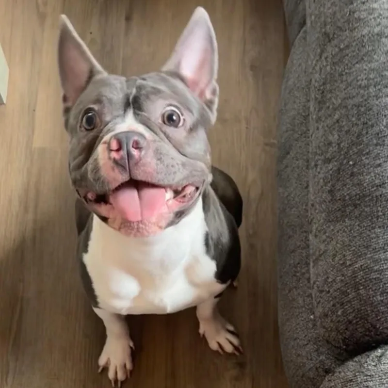 An adult small-sized male Gray / Blue / Silver French Bulldog dog named Jeffrey for adoption in Chillicothe, IL