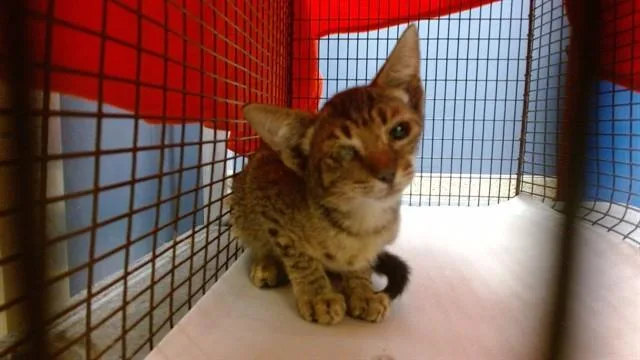 A baby small-sized female Domestic Short Hair cat named Fifi for adoption in Miami, FL