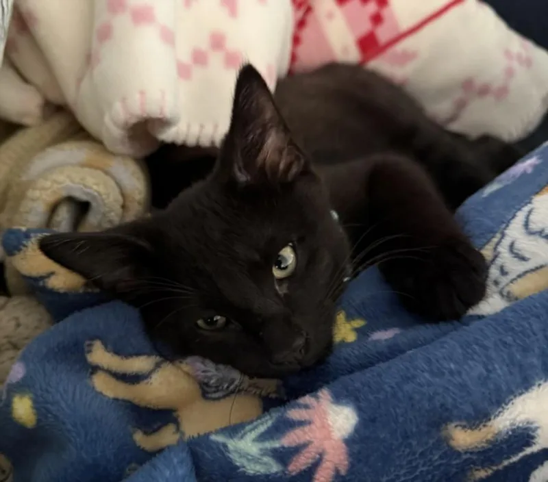 A baby small-sized male Domestic Short Hair cat named Ringpop for adoption in Hagerstown, MD