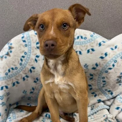 A baby medium-sized male Brown / Chocolate Labrador Retriever dog named Dallas for adoption in Tinley Park, IL