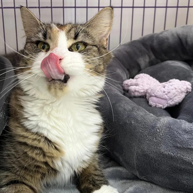 An adult medium-sized female Calico Domestic Long Hair cat named Sophie for adoption in Bedford, NH