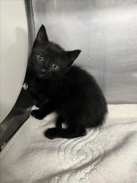 A baby small-sized female Black Domestic Short Hair cat named Nyx for adoption in Woodland, CA