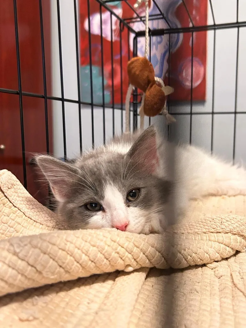A baby medium-sized female Gray & White Domestic Long Hair cat named Kuvira for adoption in Jersey City, NJ