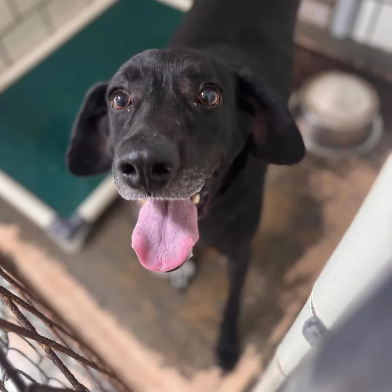 An adult large-sized male Black Mixed Breed dog named Kaine for adoption in Starkville, MS