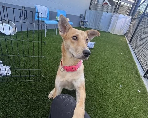 An adult medium-sized female Labrador Retriever dog named Oobi for adoption in San Diego, CA