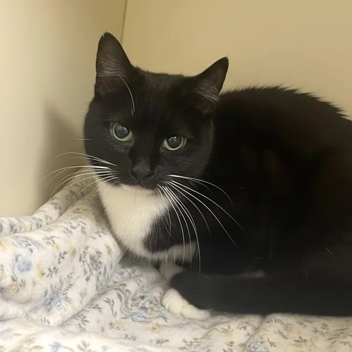 An adult medium-sized female Black Domestic Short Hair cat named Parisa for adoption in Elyria, OH