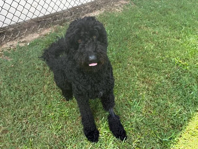 An adult large-sized male Labrador Retriever dog named Dave for adoption in Appling, GA