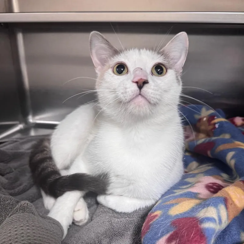 An adult medium-sized female Calico Domestic Short Hair cat named Umbrella for adoption in Middleburg, FL