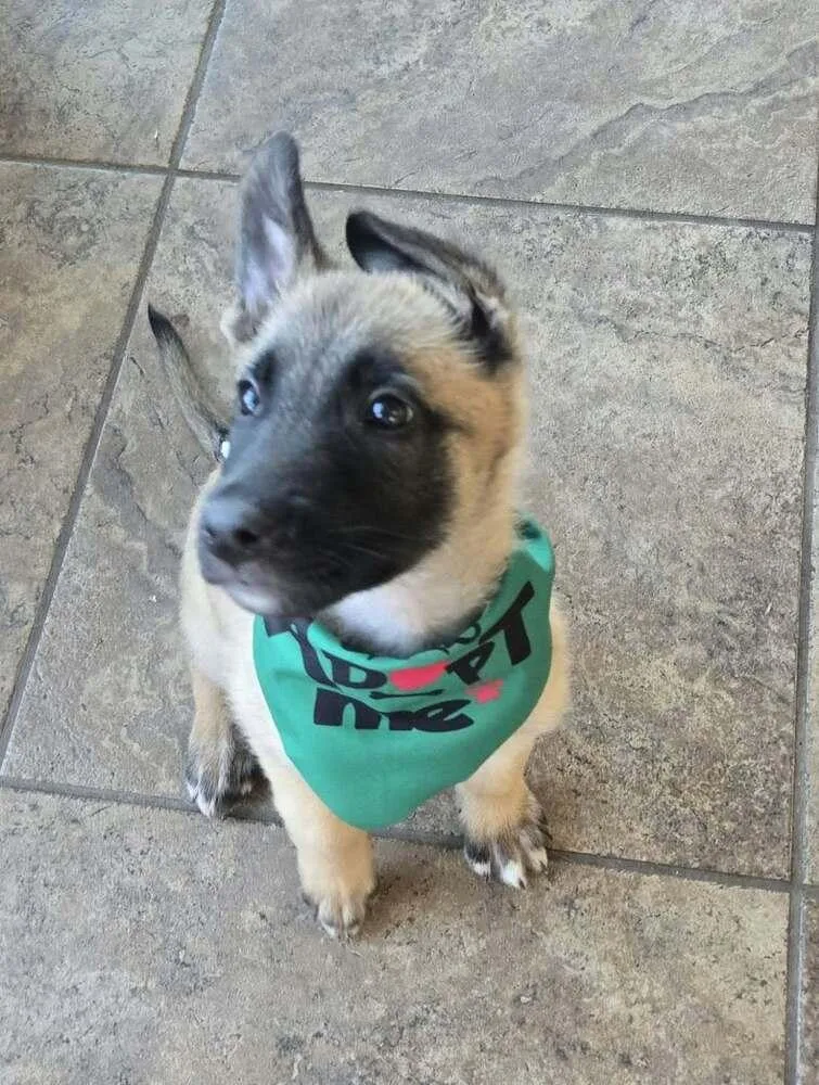 A baby small-sized male Belgian Shepherd / Malinois dog named Maverick Located in for adoption in BELLINGHAM, WA