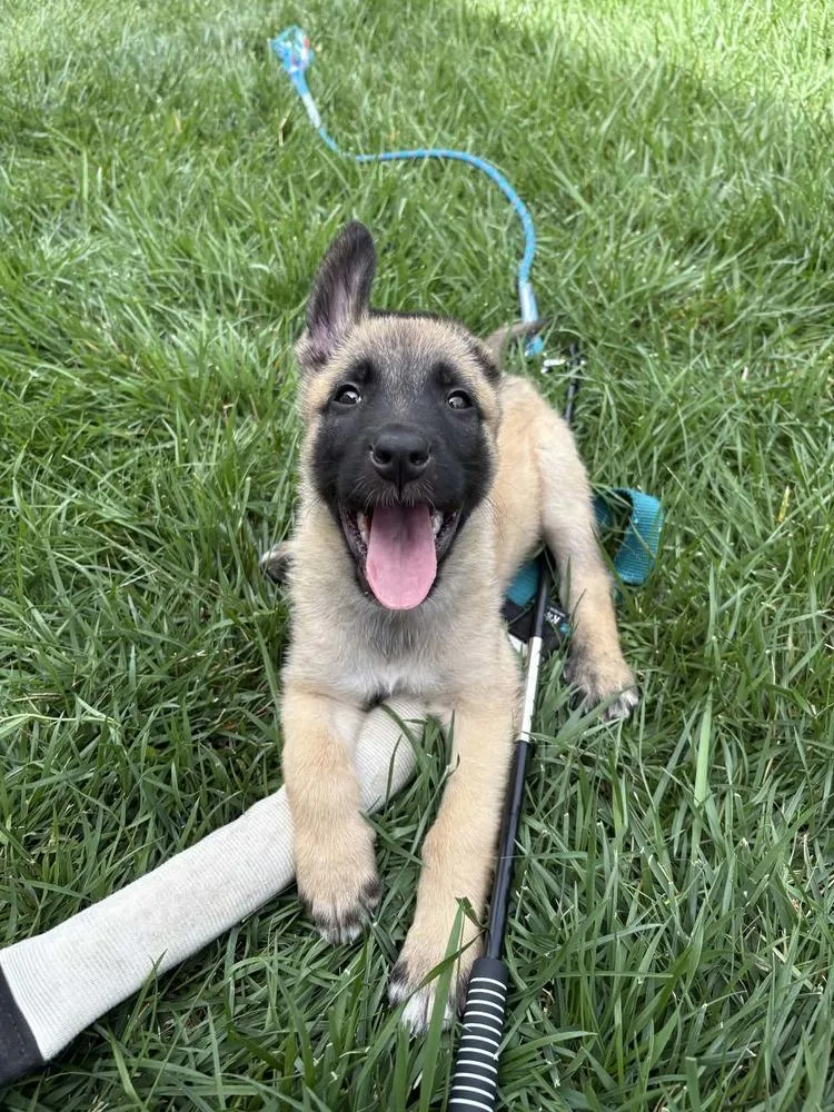 Maverick  Located in thumbnail 2