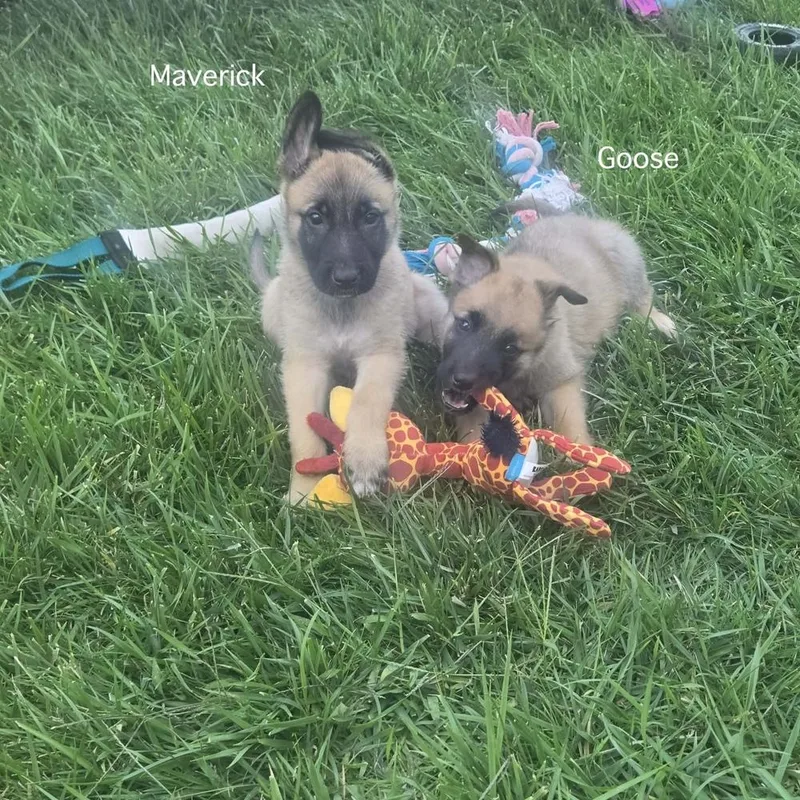 Maverick  Located in thumbnail 3