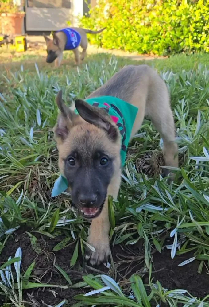 Maverick  Located in thumbnail 4