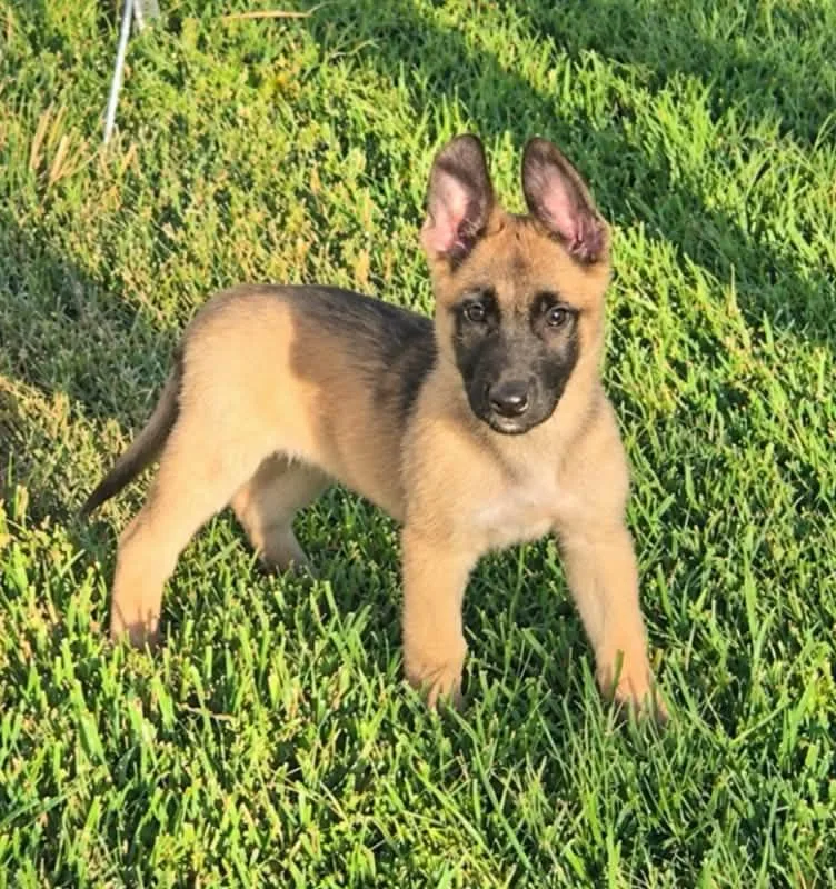 Maverick  Located in thumbnail 6