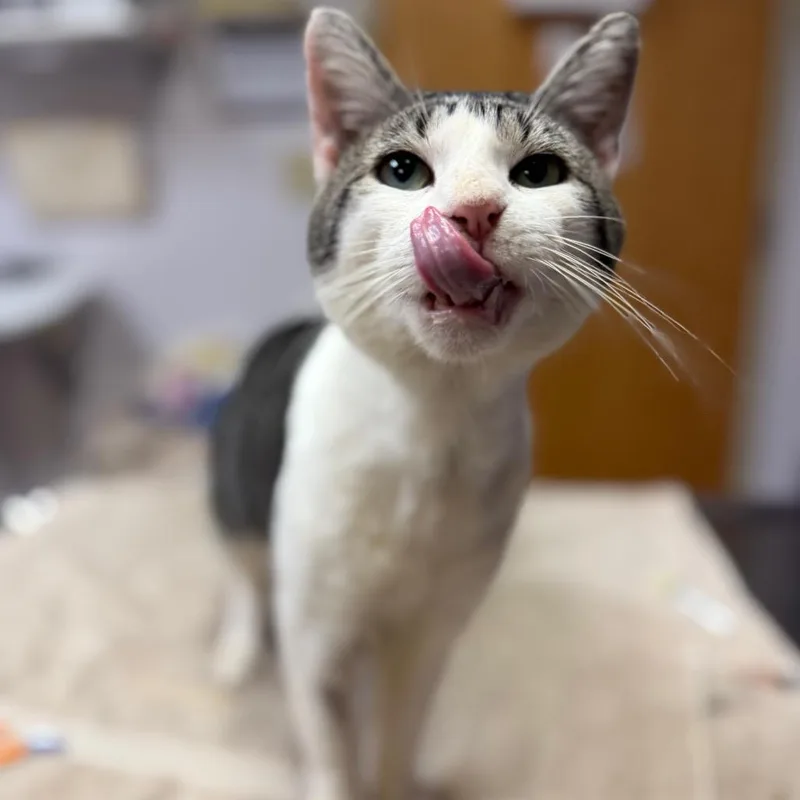An adult medium-sized male White Domestic Short Hair cat named Doc for adoption in Newark, NJ