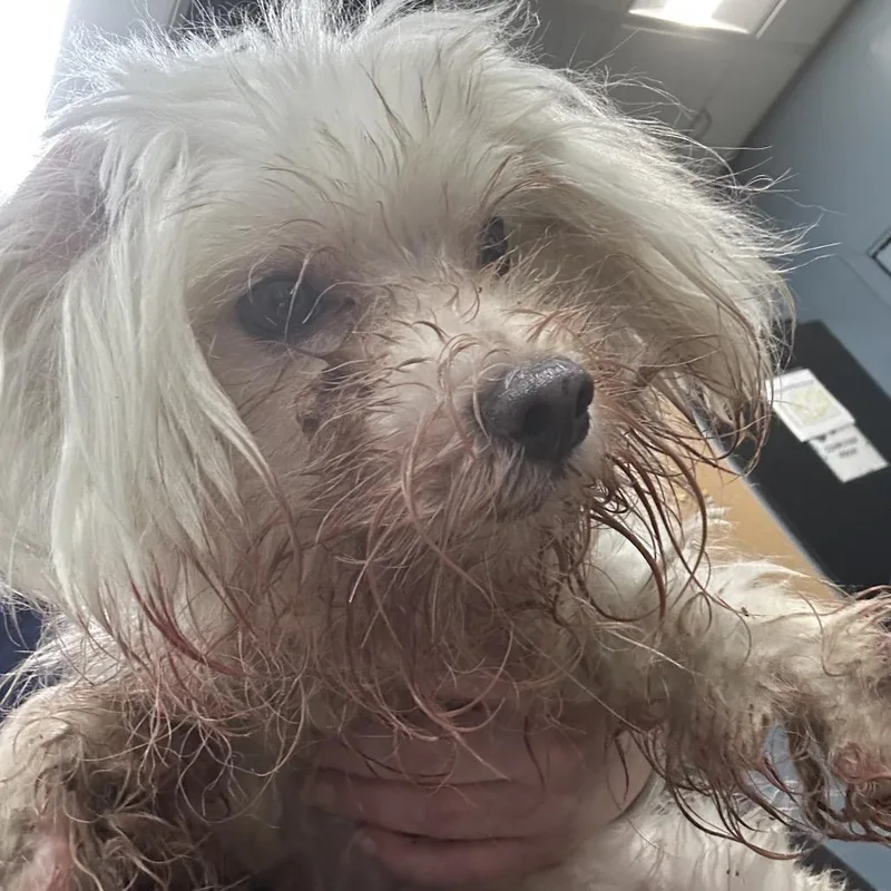 A senior small-sized male White / Cream Maltese dog named Blanco for adoption in Newark, NJ