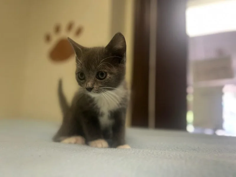 A baby small-sized male Domestic Short Hair cat named Homer for adoption in Lovingston, VA