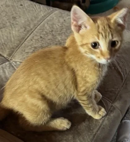 A young medium-sized male Domestic Short Hair cat named Rufus for adoption in Port Republic, MD
