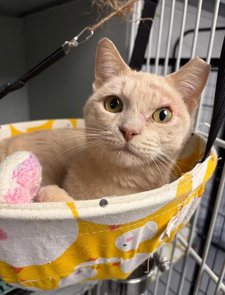 A young medium-sized male Buff & White Domestic Short Hair cat named Mack for adoption in Winston Salem , NC