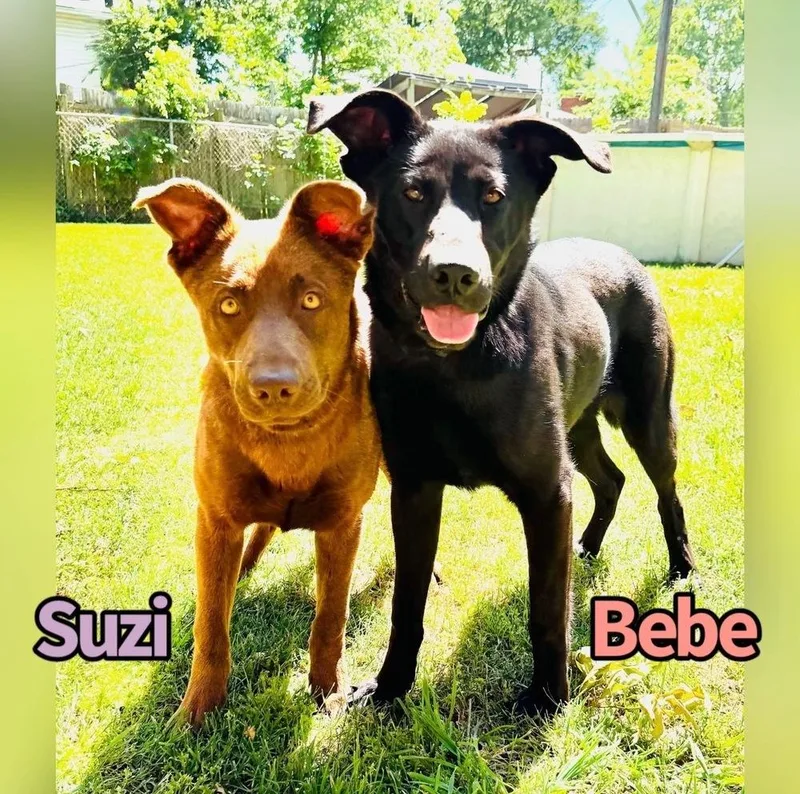 A young medium-sized female Black Labrador Retriever dog named Bebe for adoption in Tulsa, OK