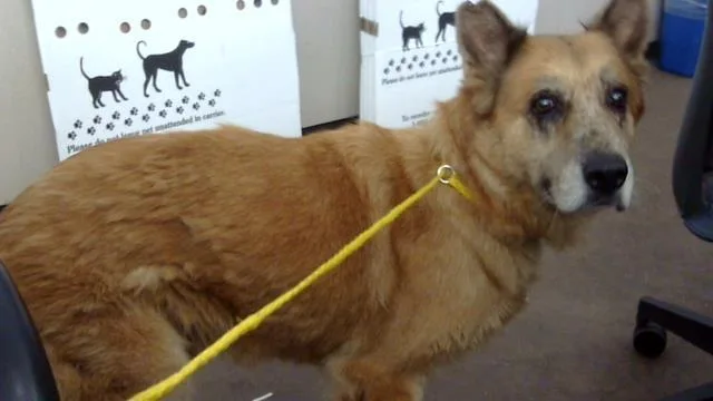 A senior large-sized male Mixed Breed dog named Marcus for adoption in Dallas, TX